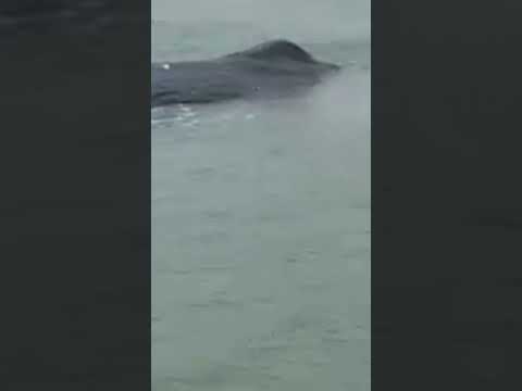 sajith TTF❤️ karikal,❤️👍🏻 BEACH, thimigalam, sajith TTF video please subricribers 🐋🐳👍🏻