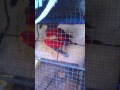 Video Mesum