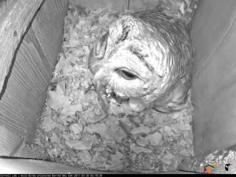 Male Barred Owl Delivers Early Morning Earthworm to Female – Mar. 30, 2017