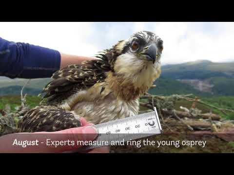 Loch Arkaig osprey camera, summer 2017 – Lachlan’s story