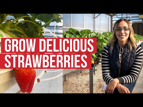 Choosing the Best Hydroponic System for Growing Strawberries