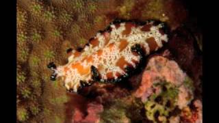 preview picture of video 'Nudibranchs of Papua New Guinea'