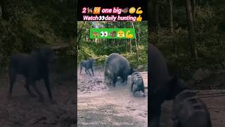 Download lagu Dog🐕vs boar🐗😱 | boar vs dog | animal life | @Wildshikaari007 mp3
