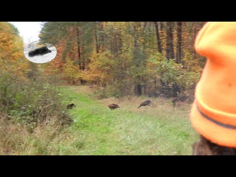Wild boar driven hunting in November 2021- begining of the season! 4K