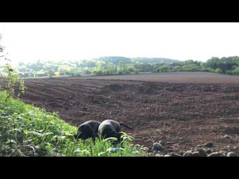 English Bluebell Wood 🌳  🎶 Violin Piano 🎶 Kinver Springtime  4k