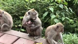 preview picture of video 'Rencontre avec les singes de Bali'