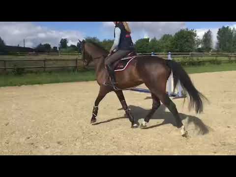 Dream Lover de Barcenal*litierecheval.com ( Diarado / Darco ) Alice Lainé 5 ans Juin 2020 0611198342