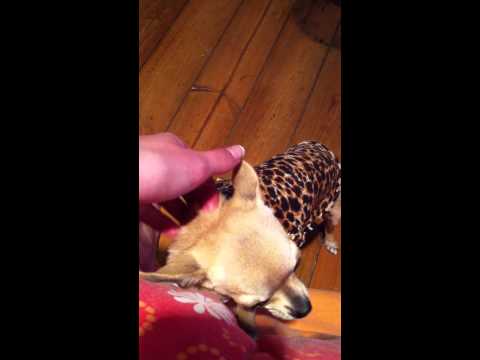 mon chihuahua en marcel leopard