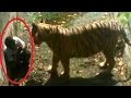 Delhi Zoo Shifts Blame Tiger Attack Caught On Camera
