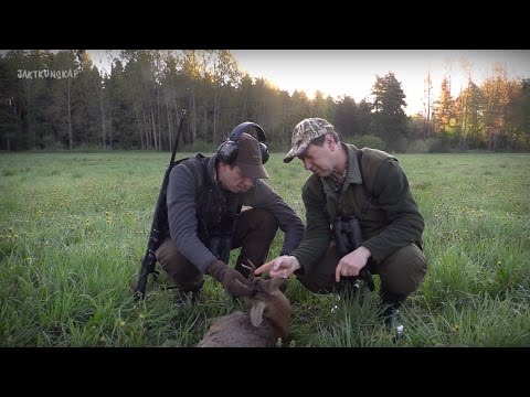 Vårbocksjakt – Reportage 1 & 2 (ur Del 2 av Jaktkunskap)