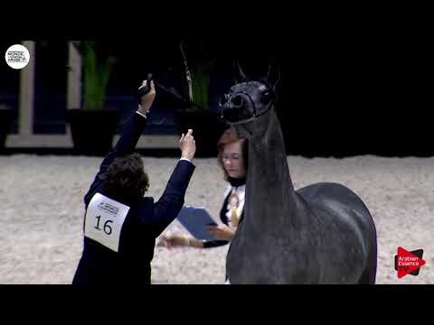 N.16 ISRAA AH - Paris 2018 - Yearling Fillies (Class CM 1B)