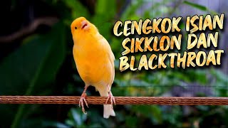 Download lagu AUTO MAHAL KALO CENGKOK MEWAH INI ! MASTERAN KENARI ISIAN BLACKTHROAT DAN SIKLON GACOR PALING DICARI mp3 Download lagu AUTO MAHAL KALO CENGKOK MEWAH INI ! MASTERAN KENARI ISIAN BLACKTHROAT DAN SIKLON GACOR PALING DICARI mp3