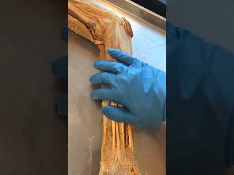 You Have More Forearm Muscles Than You Think