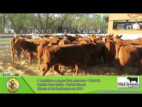 14-09-19 - Venta de Vaquillonas A.Angus Gral. para entorar - Cabaña Tres Marías - Carhué