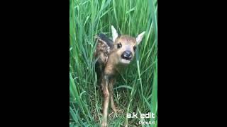 Download lagu rusa memanggil ibunya mp3 Download lagu rusa memanggil ibunya mp3