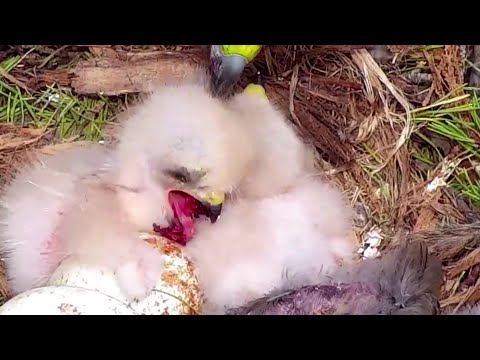 Cornell Red tailed Hawks~A big piece meat was stuck in L 1' s throat~10:12 AM 2022/04/24
