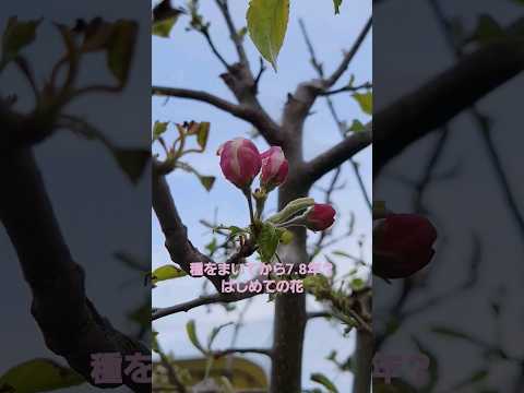 リンゴの木の根元に関連する植物はどれですか?  庭園