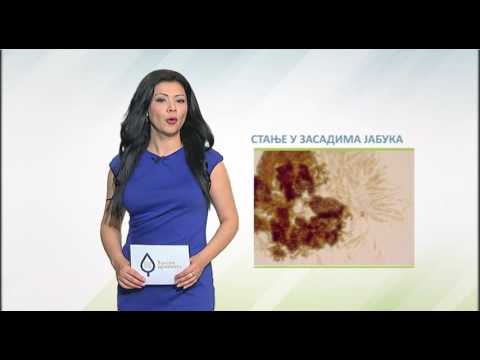 Zelena prognoza, 21.4.2017. - O stanju u zasadima jabuka