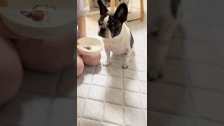 フレブルのノミダニケア始めました