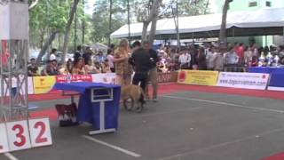 Dogshow lần 1 của CLB SVKC 3
