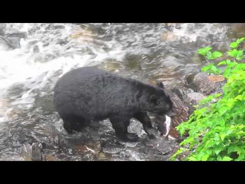 Alaska Salmon Country