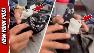 Fowl Play: Guards Catch Pigeon Smuggling Contraband into Colombian Prison