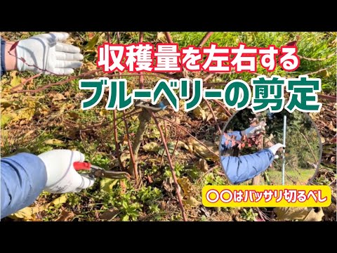 果樹の剪定の芸術は、健康な狭い角度を除いて枝を間引きます。