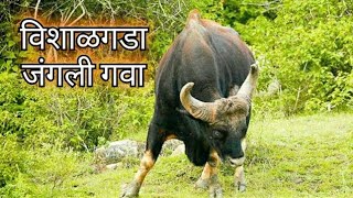 preview picture of video 'विशालगड-अंबा घाट मे गवो का झुड .Vishaalghad spotted :widelife forest animal Bison (gawa)'