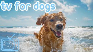 Virtual Dog TV! Boredom Prevention Videos for Dogs [With ASMR Music]