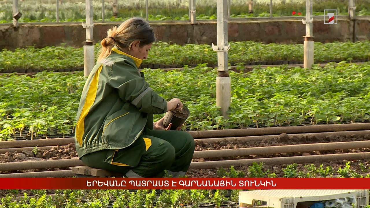 Երևանը պատրաստ է գարնանային տունկին