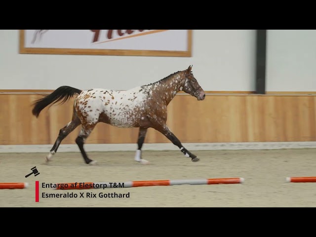 Entargo af Elestorp T&M (Esmeraldo x Rix Gotthard)