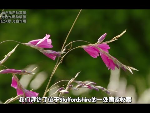 BBC园艺世界S51E17.中字.20180721.@光合作用种草菌