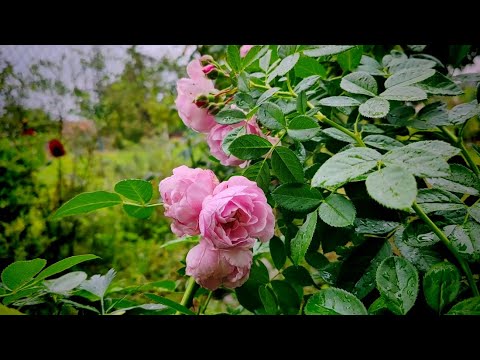 Relaxing rain, roses & flowers, peaceful music. 🌧️🌸🌹| Healing Garden