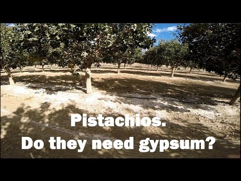 Marc Suderman #332  |  Pistachios. Do they need gypsum?  |  10-28-2015