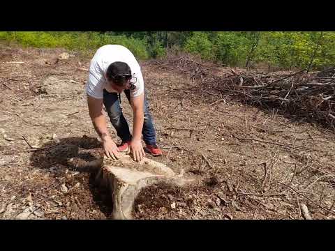 În  pădure Fericea, din Valea Cheoaralui 🔵🔴🟡