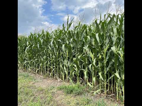 Episode 22.4: 2025 PA Corn Silage Crop Recap