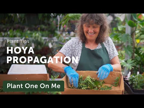 PROPAGATE HOYA With Steve's Leaves — Ep. 297