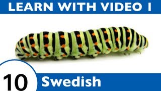Learn Swedish with Video - Oh, What a Tangled Web We Weave, When We Teach Swedish Insect Vocabulary!
