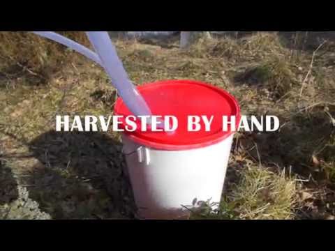 Arctic Birch - Organic Birch Sap