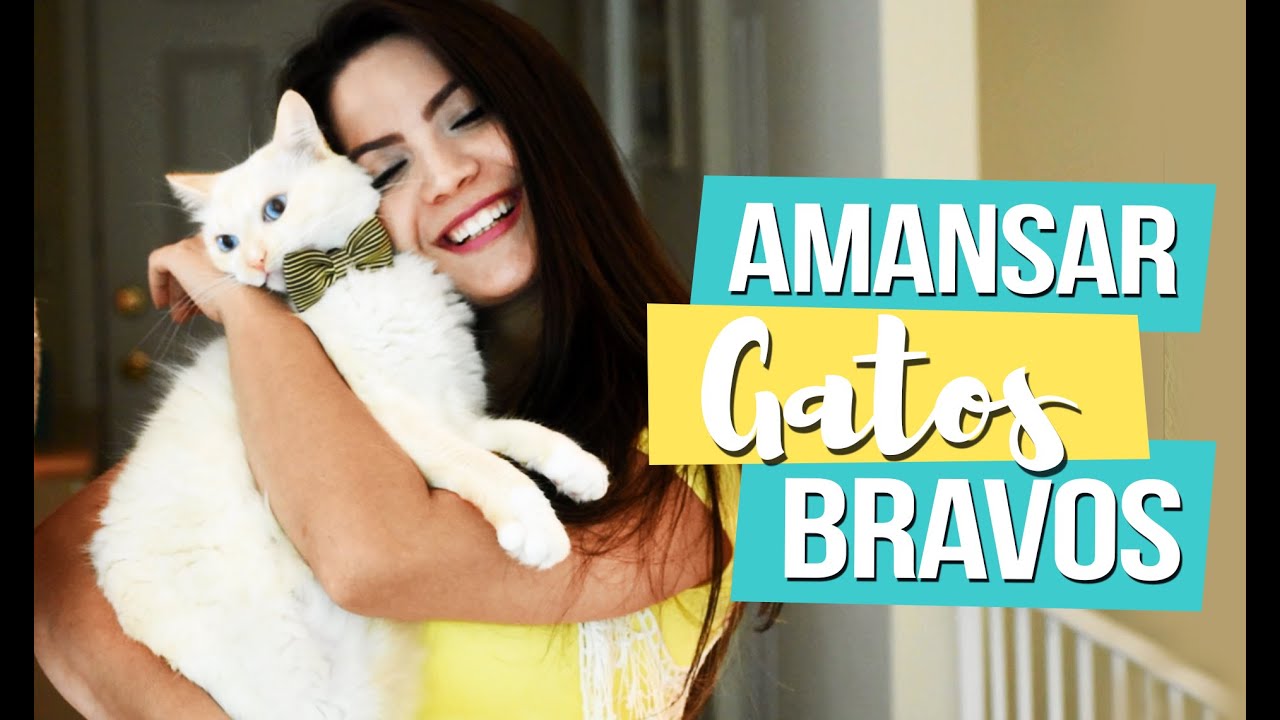 COMO AMANSAR GATOS BRAVOS - Pri Mastrocolla
