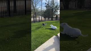 Video preview image #1 American Staffordshire Terrier-Unknown Mix Puppy For Sale in Arlington, VA, USA