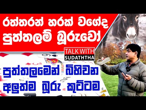 පුත්තලමෙන් බිහිවන අලුත්ම බූරු කුට්ටම.. රත්තරන් හරක් වගේද පුත්තලම් බූරුවෝ..