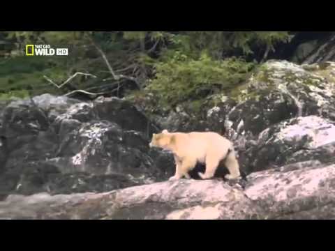 Nat Geo Wild The Great Bear Rainforest Nature Documentary