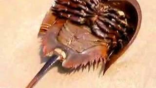 preview picture of video 'A beached horseshoe crab in need of help - Episode 1'