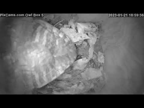 Owl Box 5 - Female Screech Owl checking out box 1/21/2023