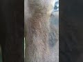 Cow Funny Pussy