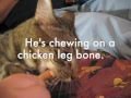 Hilarious Growling Cat