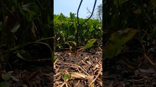 Download lagu pancing berkamera coba diturunkan kebawah tumbuhan eceng gondok rawa #mancing #ecenggondok #rawa mp3