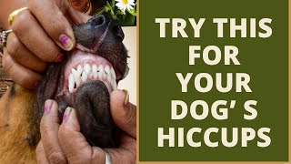 Try this when your dog get hiccups