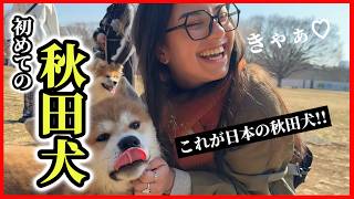「これが日本の秋田犬!!」はじめての秋田犬に愛犬家の外国人が感動しまくり!!【外国人の反応】